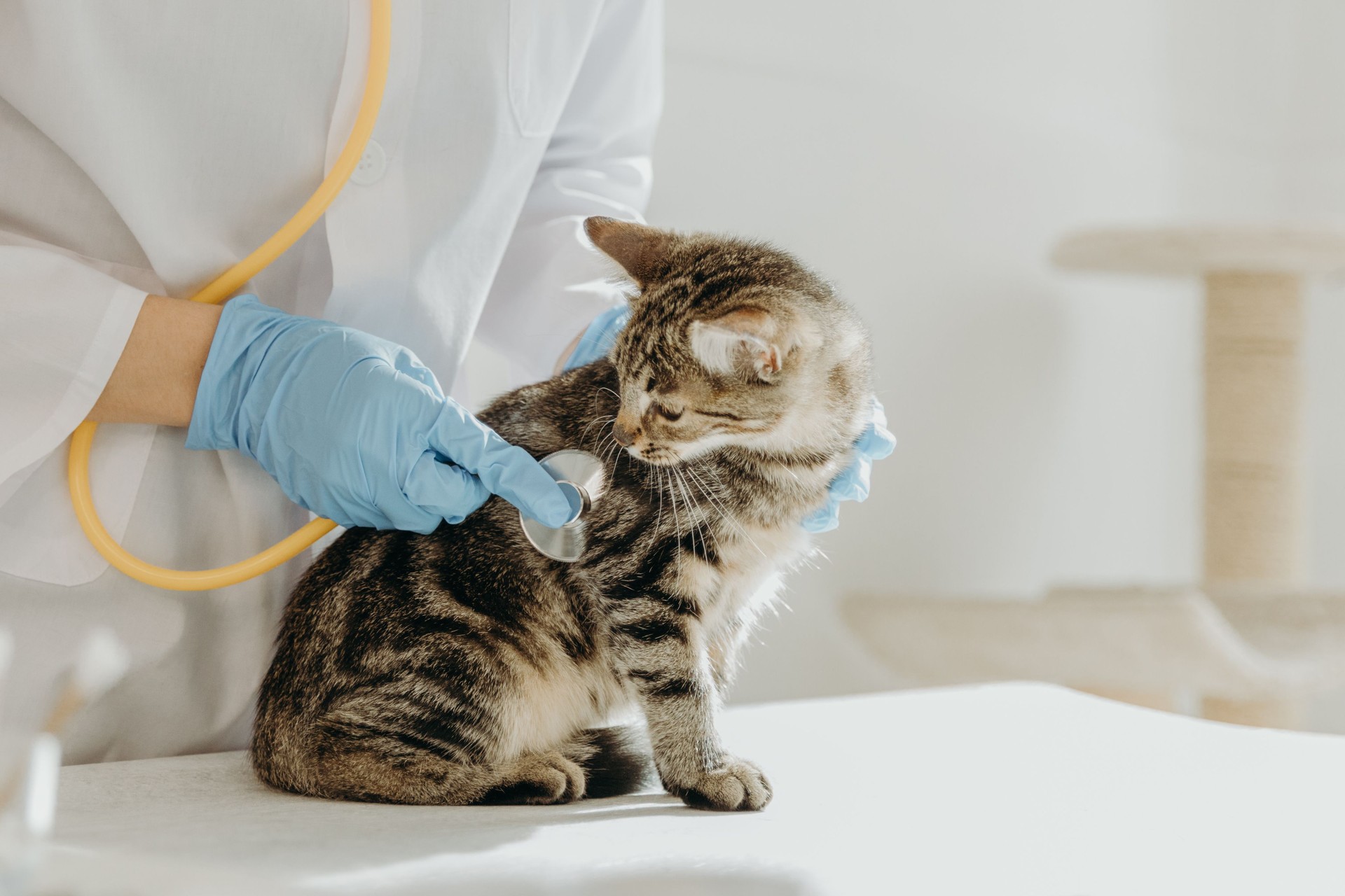 A veterinarian listens to the heartbeat of a kitten with a stethoscope in the clinic. A veterinarian listens to the heartbeat of a kitten with a stethoscope in the clinic.