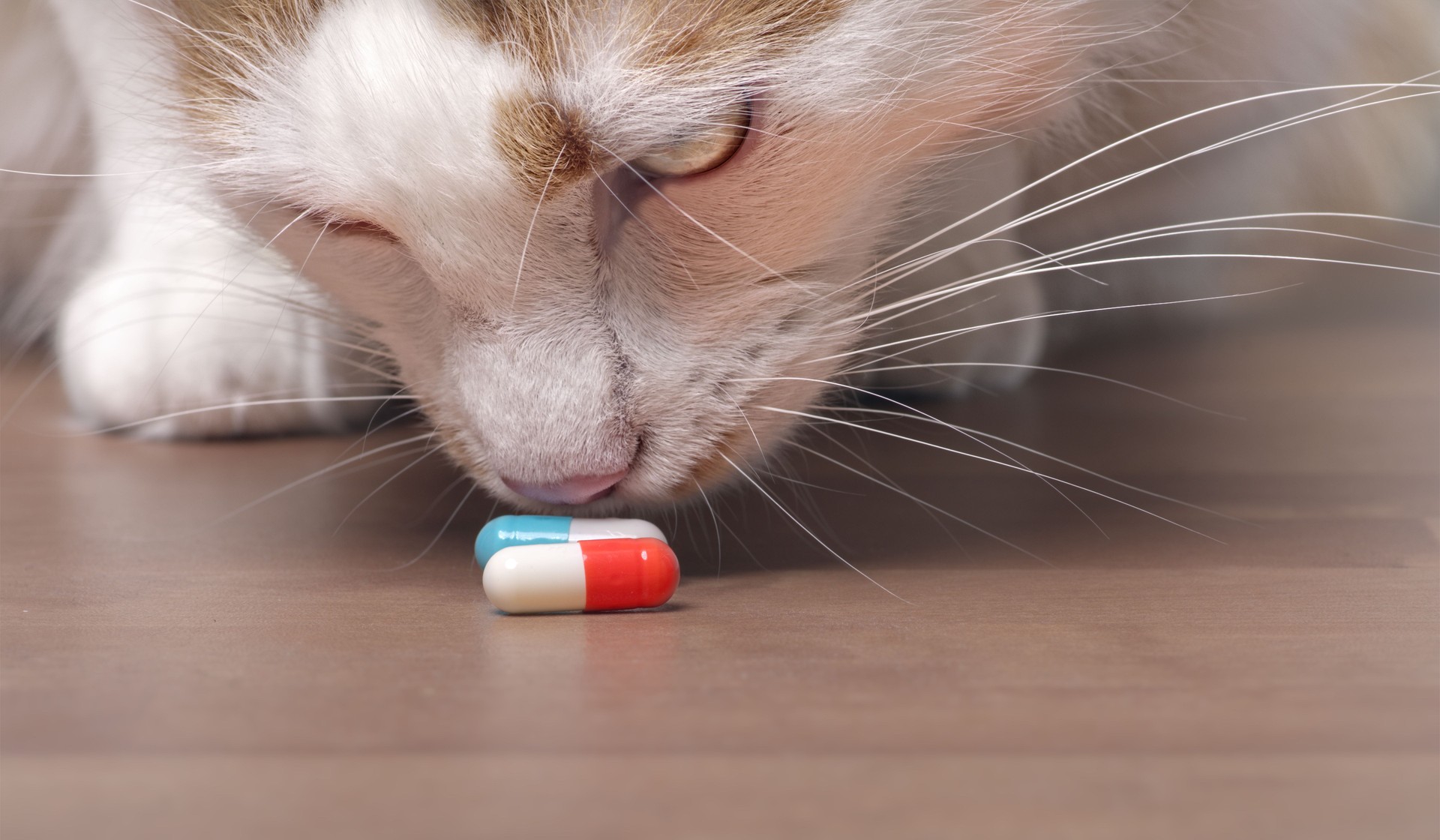 Cute tabby cat sniffs on medicine capsules. Cute tabby cat sniffs on medicine capsules.